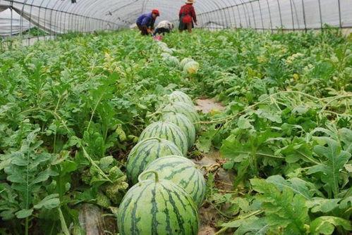 最新吃瓜今日吃瓜图片,揭秘娱乐圈最新热点事件