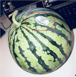 英国网红吃瓜,揭秘幕后花絮与趣味瞬间