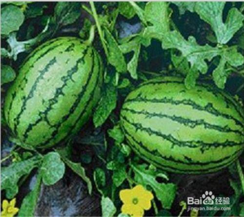 吃瓜网166.cu,带你走进神秘的网络世界