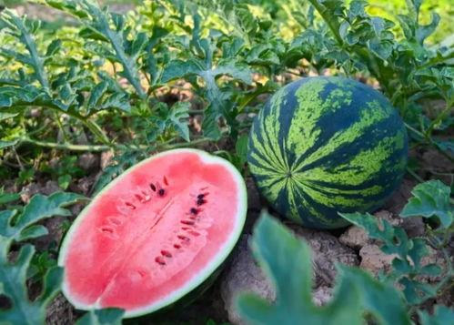 吃瓜网图,娱乐圈最新热点事件大盘点