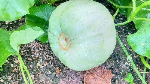 瓜姊今日吃瓜,揭秘娱乐圈最新热点事件