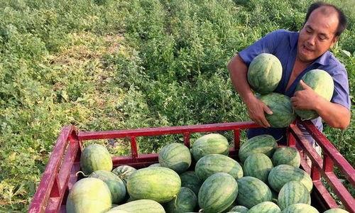 全国各地吃瓜爆料资源群,揭秘各地吃瓜爆料资源群