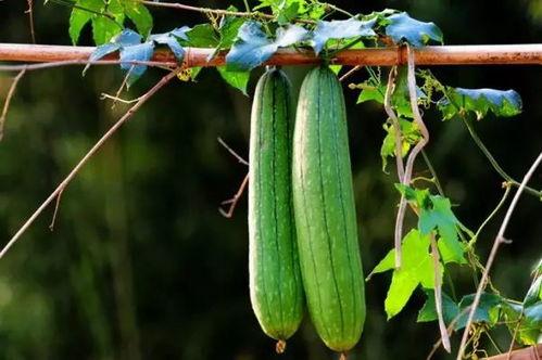 17吃瓜在线今日吃瓜,今日热点事件大盘点