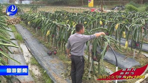 蛟龙果是什么水果,揭秘神秘水果的传奇魅力